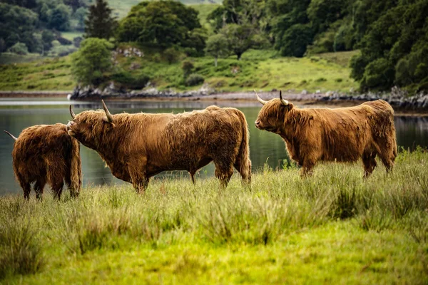 Domestic Scottish Highland Cattle Nature — Stock Photo, Image