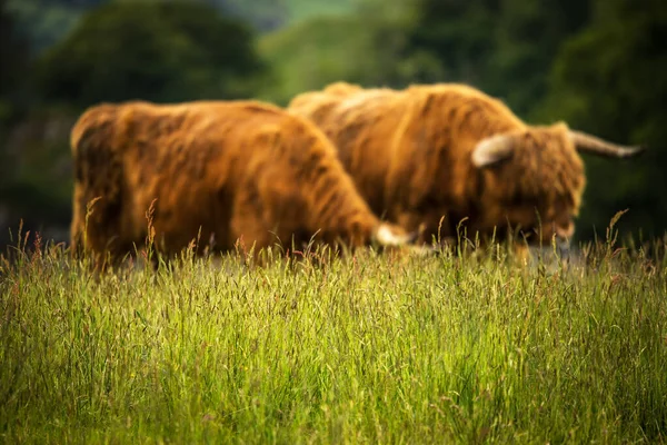 Huisdieren Schots Hooglandvee Natuur — Stockfoto