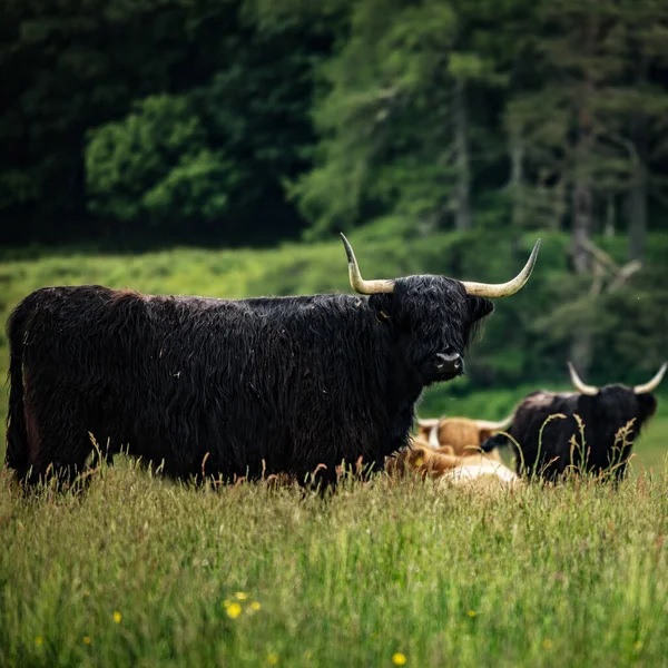 自然界のスコットランドの高地の牛 — ストック写真