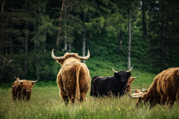 Doméstico Escocês Highland Gado Natureza — Fotografia de Stock