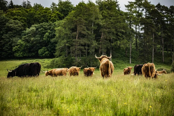 Bovins Écossais Domestiques Des Hautes Terres Sur Nature — Photo