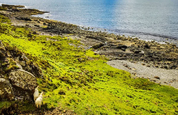 Cênica Escócia Prados Com Ovelhas Paisagem Tradicional — Fotografia de Stock