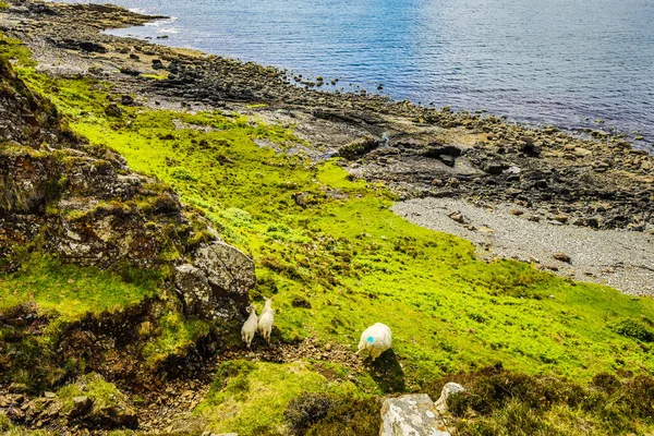 Prati Panoramici Scozzesi Con Pecore Nel Paesaggio Tradizionale — Foto Stock