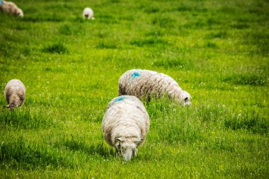 Geleneksel manzarada koyunlu İskoçya çayırları. 