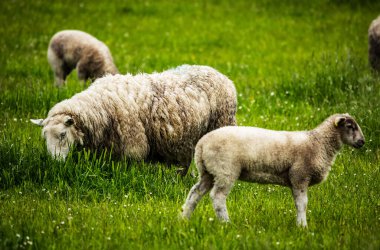 Geleneksel manzarada koyunlu İskoçya çayırları. 
