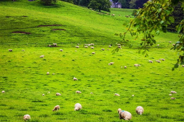 Escénicos Prados Escocia Con Ovejas Paisaje Tradicional — Foto de Stock