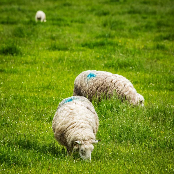 Scenic Schotland Weiden Met Schapen Het Traditionele Landschap — Stockfoto