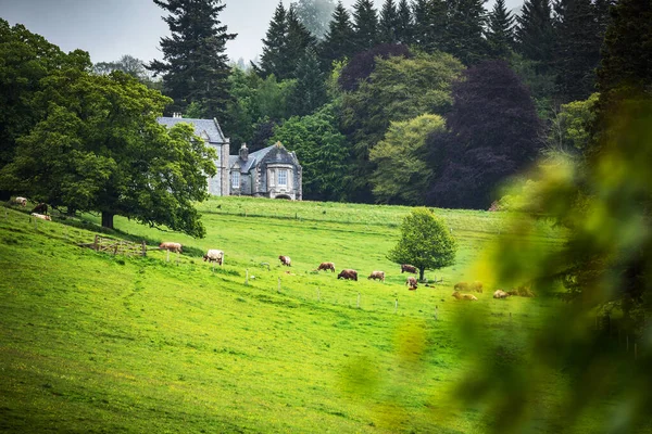 Escénicos Prados Escocia Con Ovejas Paisaje Tradicional — Foto de Stock