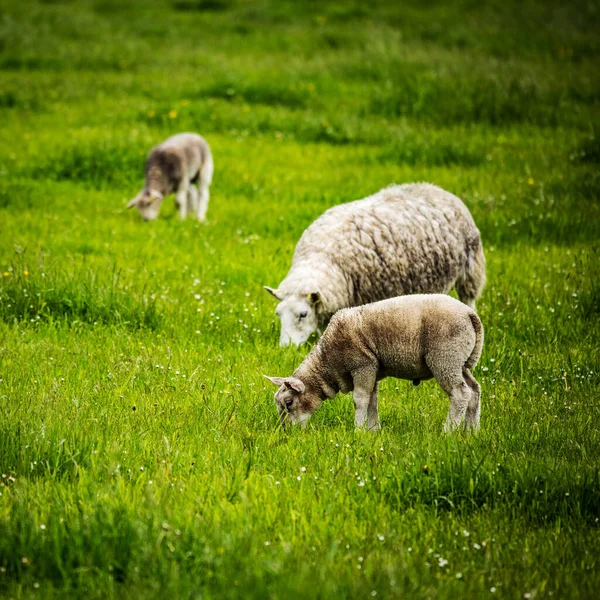 Prati Panoramici Scozzesi Con Pecore Nel Paesaggio Tradizionale — Foto Stock