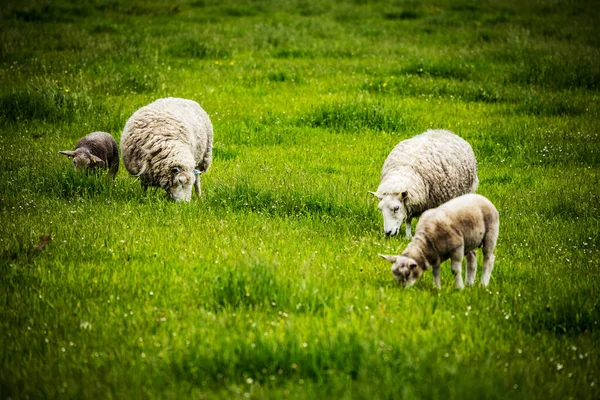 Сценические Луга Шотландии Овцами Традиционном Ландшафте — стоковое фото