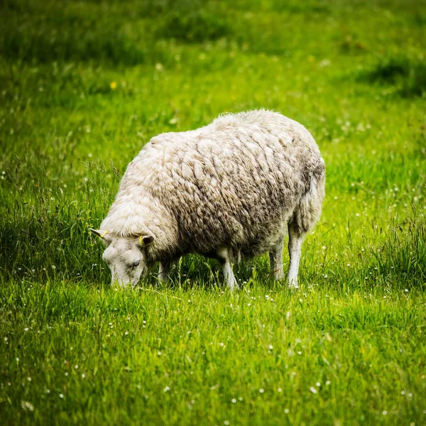 Scenic Scotland Meadows Sheep Traditional Landscape — Stock Photo, Image