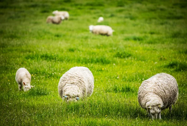 Scenic Schotland Weiden Met Schapen Het Traditionele Landschap — Stockfoto