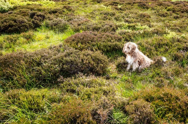 Шотландская Собака Сидящая Поле Ветру — стоковое фото