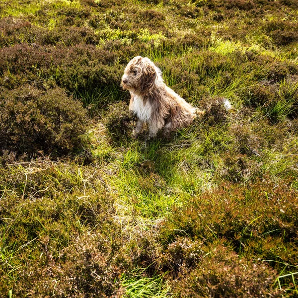 Scottish Dog Sitting Field Wind — Stock Photo, Image