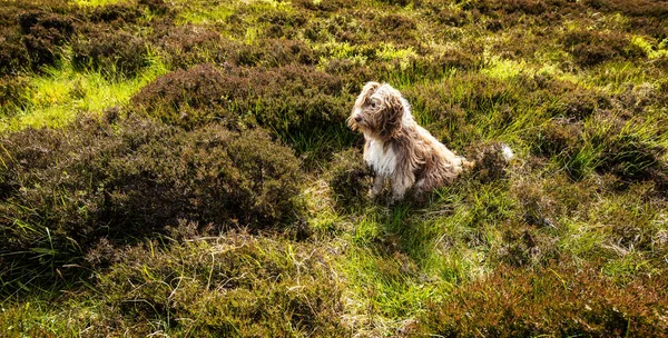 Scottish Dog Sitting Field Wind — Stock Photo, Image