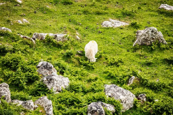 Prairies Écossaises Pittoresques Avec Moutons Dans Paysage Traditionnel — Photo