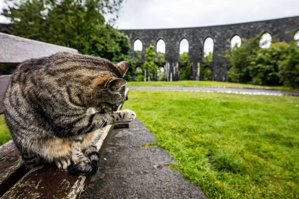 Gatto Strada Nel Parco Scozzese Nei Giorni Pioggia — Foto Stock