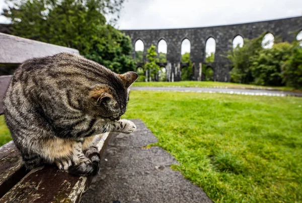 Pouliční Kočka Skotském Parku Deštivý Den — Stock fotografie