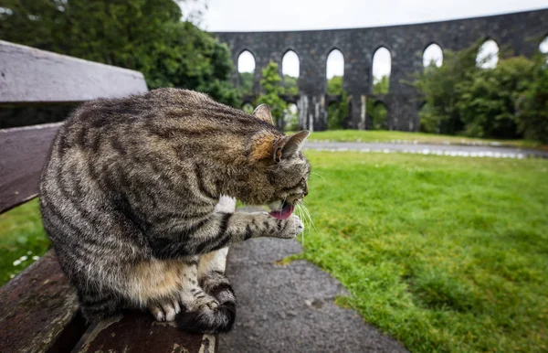 Οδός Γάτα Στο Πάρκο Της Σκωτίας Τις Βροχερές Ημέρες — Φωτογραφία Αρχείου