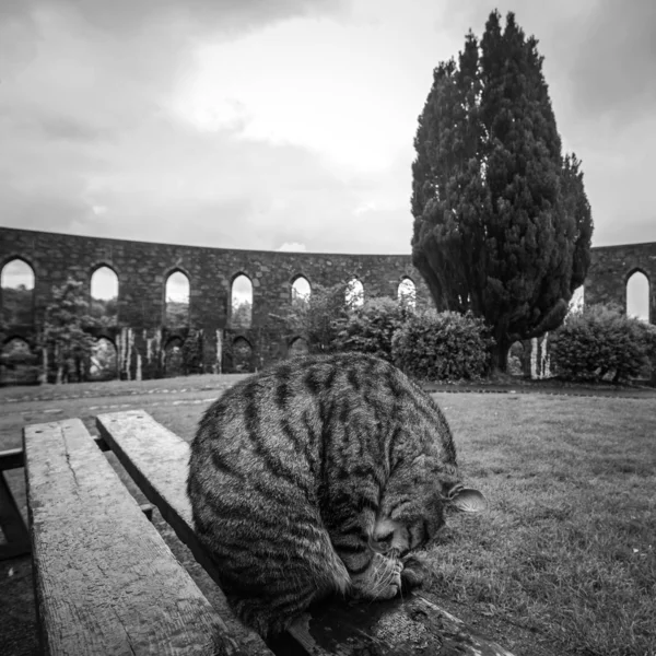 Street Cat Scottish Park Rainy Day — Stock Photo, Image