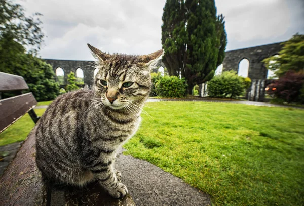 Utcai Macska Skót Parkban Esős Napokon — Stock Fotó