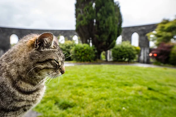 Вуличний Кіт Шотландському Парку Дощовий День — стокове фото