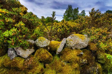 Geleneksel İskoç Dağları Çiçekleri.