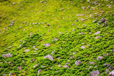 İskoçya doğasının güzel manzarası.