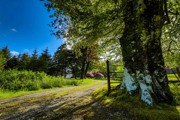 素晴らしいスコットランドの自然と山道の美しい風景 — ストック写真