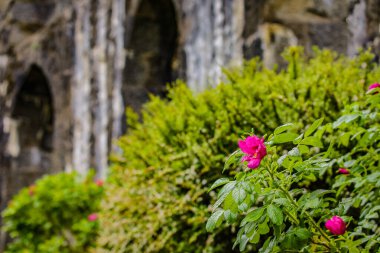 Geleneksel İskoç Dağları Çiçekleri.