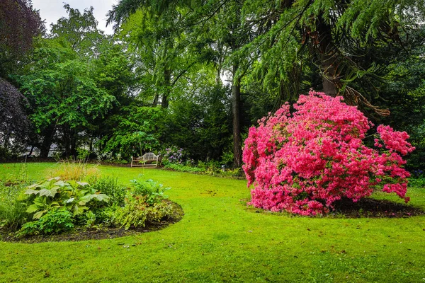 Традиційні Шотландські Гори Квіти Зблизька — стокове фото