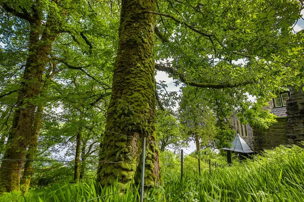 Malerische Landschaft Eines Bergwaldes Mit Traditioneller Natur Schottlands — Stockfoto