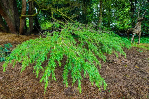 Prachtig Landschap Van Schotland Natuur — Stockfoto