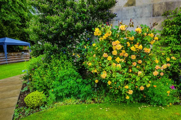 Традиційні Шотландські Гори Квіти Зблизька — стокове фото