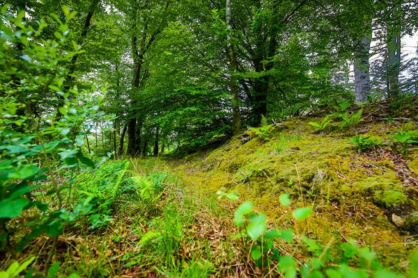Malowniczy Krajobraz Górskiego Lasu Tradycyjną Przyrodą Szkocji — Zdjęcie stockowe