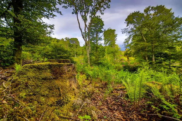 Malebná Krajina Horského Lesa Tradiční Přírodou Skotska — Stock fotografie