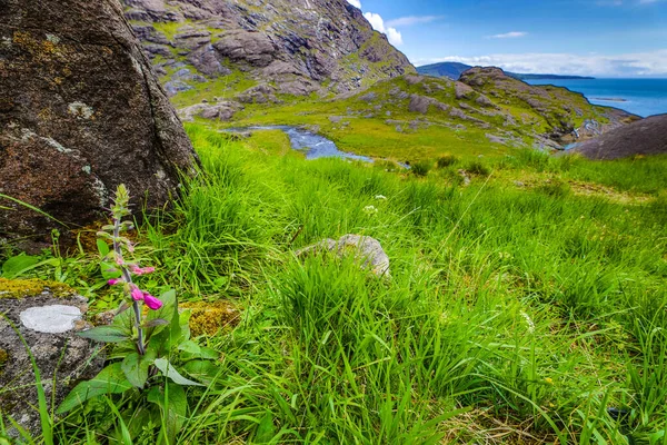 Traditional Scottish Mountains Flowers Close — Stock Photo, Image