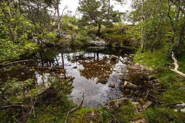 Pittoreska Landskap Fjällskog Med Traditionell Natur Skottland — Stockfoto