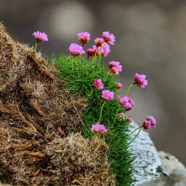 Traditionelle Schottische Berge Blumen Aus Nächster Nähe — Stockfoto