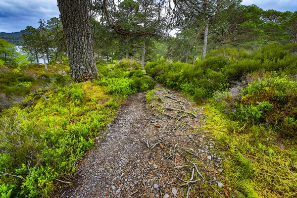 スコットランドの伝統的な性質を持つ山の森の絵のような風景 — ストック写真