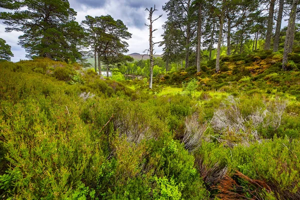 スコットランドの伝統的な性質を持つ山の森の絵のような風景 — ストック写真