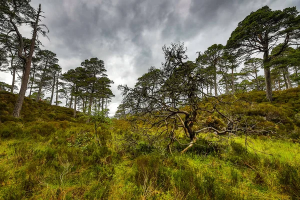 Pintoresco Paisaje Bosque Montaña Con Naturaleza Tradicional Escocia — Foto de Stock