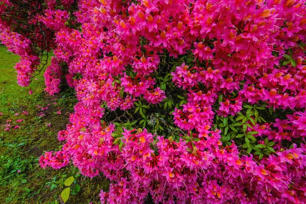 Tradycyjne Szkockie Góry Kwiaty Zbliżenie — Zdjęcie stockowe