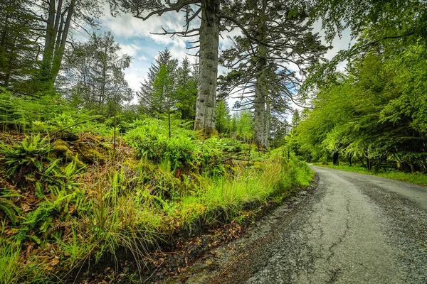 素晴らしいスコットランドの自然と山道の美しい風景 — ストック写真