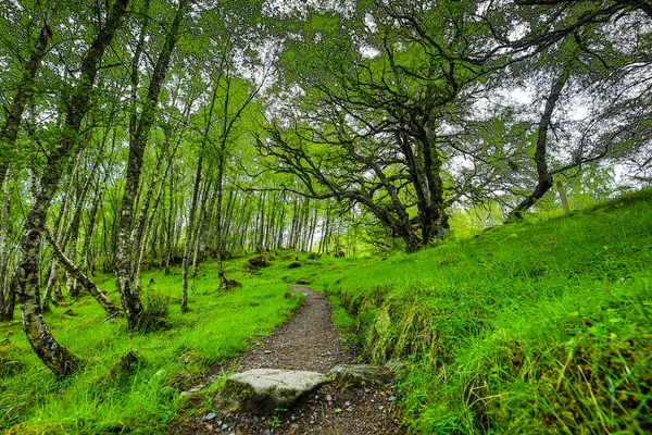 Hermoso Paisaje Escénico Increíble Naturaleza Escocia Carretera Sendero Montaña — Foto de Stock