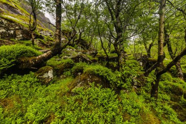 İskoçya doğasının güzel manzarası.