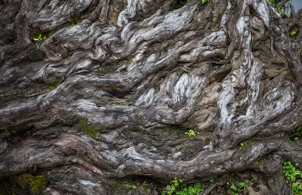 Урожай текстури дерева як фон . — стокове фото