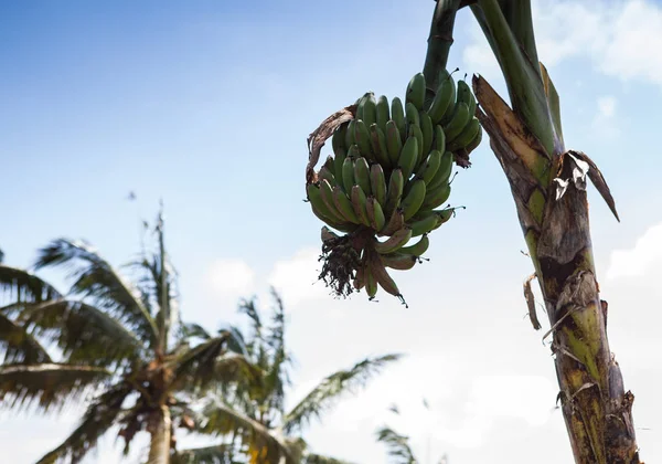 Bunch of bananas on tree outdoor. — Stock Photo, Image