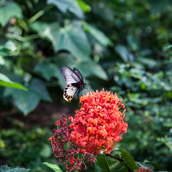 Tropical butterfly feeding on spring day against flowers. — Stock Photo, Image