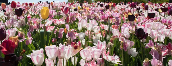 Kvetoucí letní zahrada, květinový park v Nizozemsku. — Stock fotografie